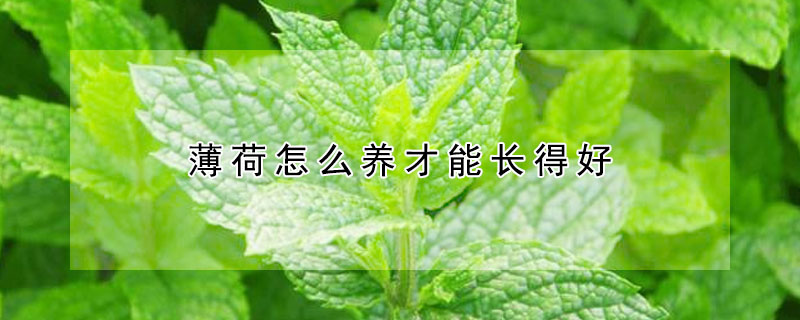 薄荷怎么养才能长得好