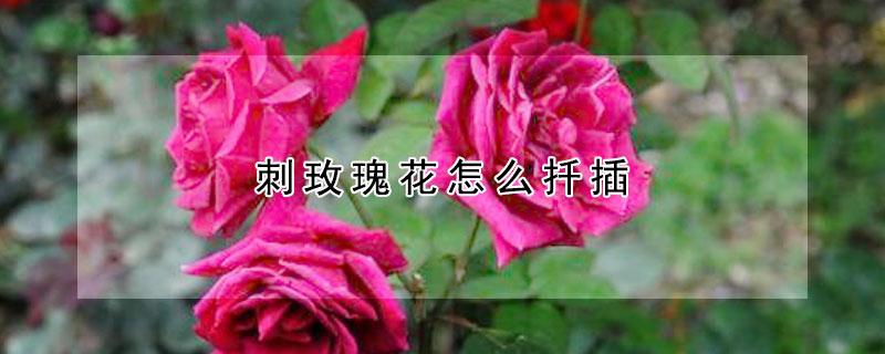 刺玫瑰花怎么扦插