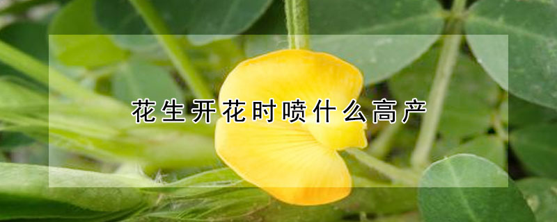 花生开花时喷什么高产