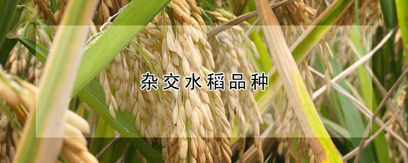 杂交水稻品种