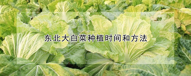 东北大白菜种植时间和方法