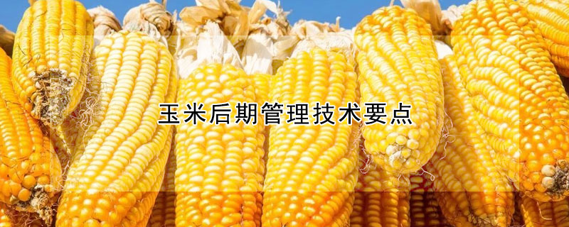 玉米后期管理技术要点