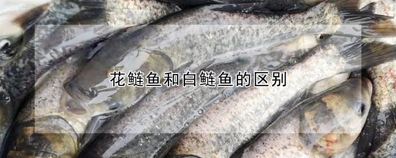 花鲢鱼和白鲢鱼的区别