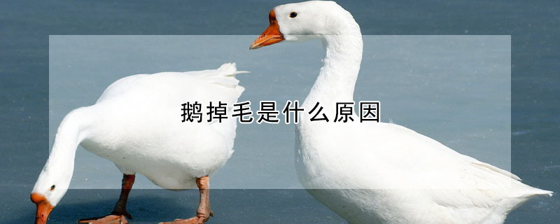 鹅掉毛是什么原因