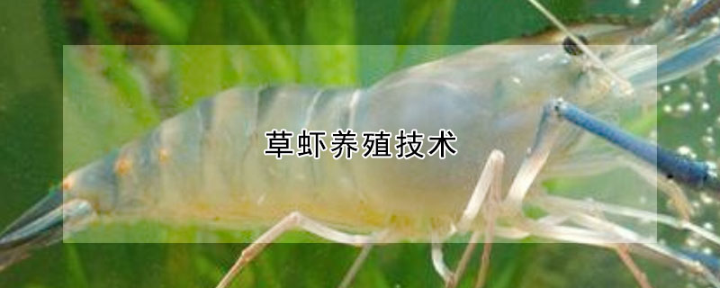 草虾养殖技术