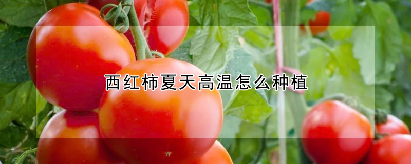 西红柿夏天高温怎么种植