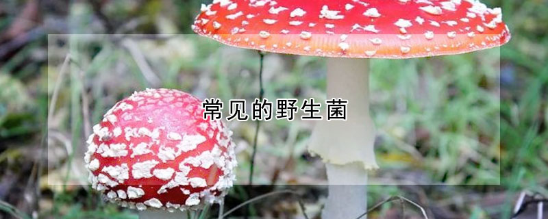 常见的野生菌