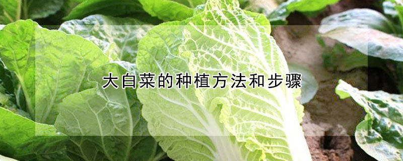 大白菜的种植方法和步骤
