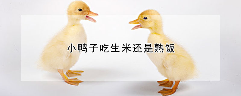 小鸭子吃生米还是熟饭