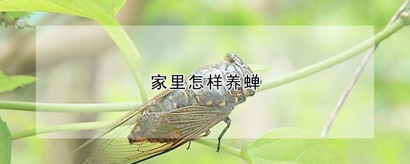 家里怎样养蝉