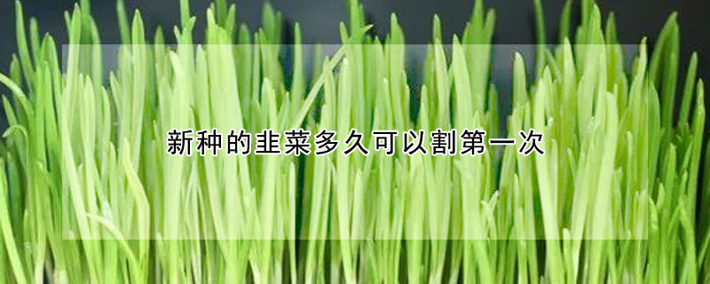 新种的韭菜多久可以割第一次