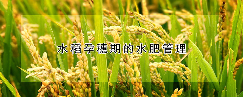 水稻孕穗期的水肥管理