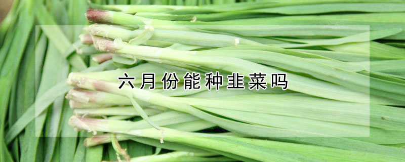 六月份能种韭菜吗