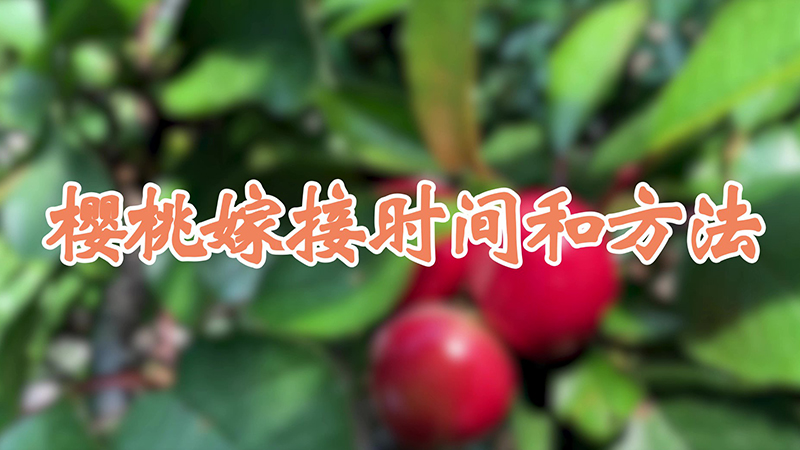 樱桃嫁接时间和方法
