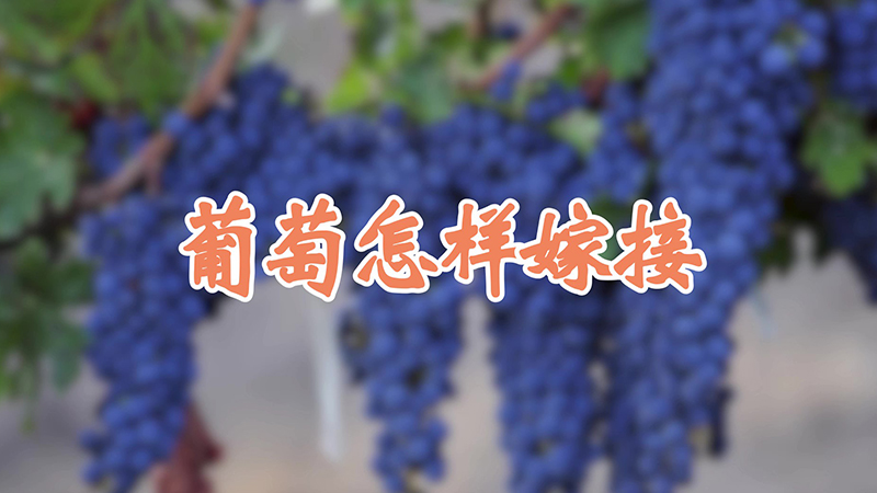 葡萄怎样嫁接