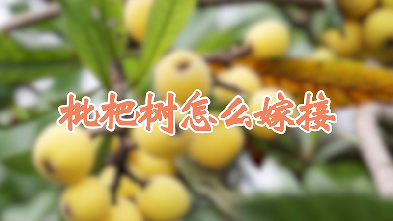 枇杷树怎么嫁接