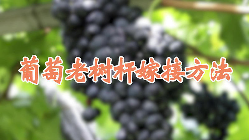 葡萄老树杆嫁接方法