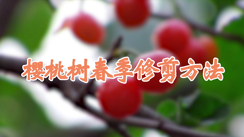 樱桃树春季修剪方法