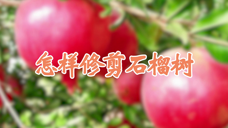 怎样修剪石榴树