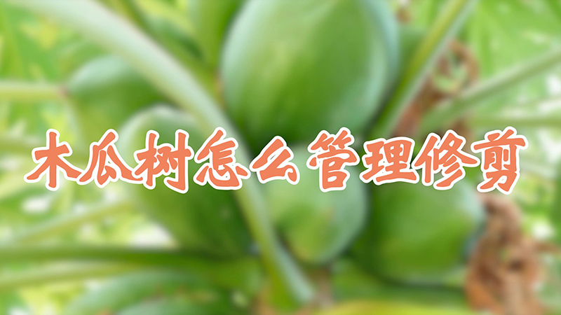 木瓜树怎么管理修剪