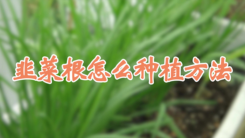 韭菜根怎么种植方法