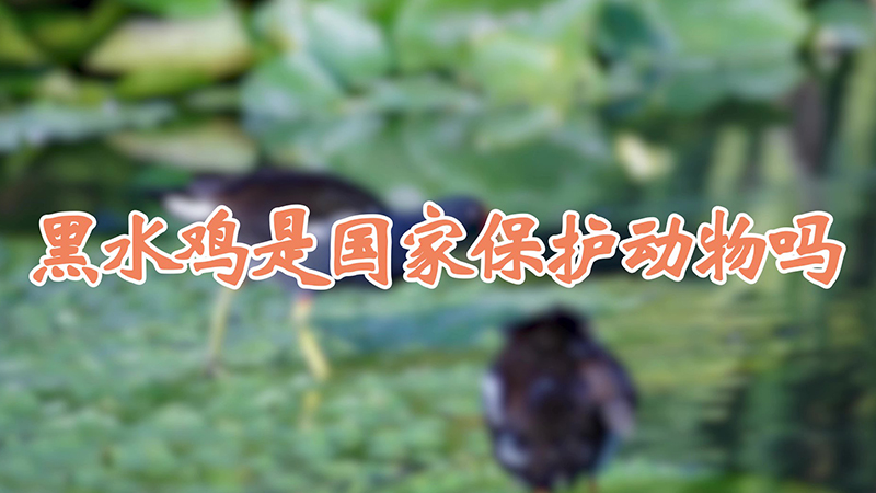 黑水鸡是国家保护动物吗