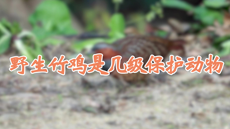 野生竹鸡是几级保护动物