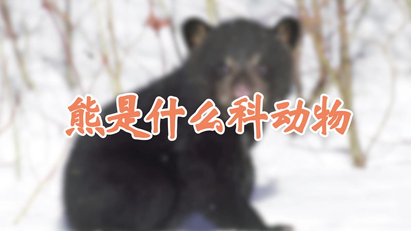 熊是什么科动物