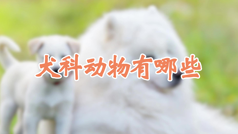 犬科动物有哪些