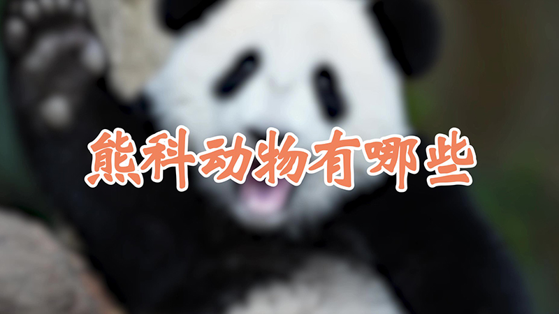 熊科动物有哪些