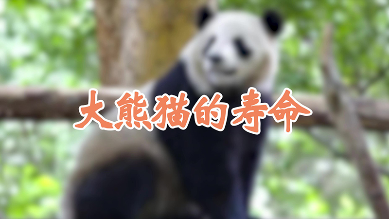 大熊猫的寿命