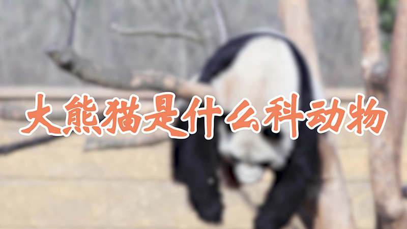 大熊猫是什么科动物