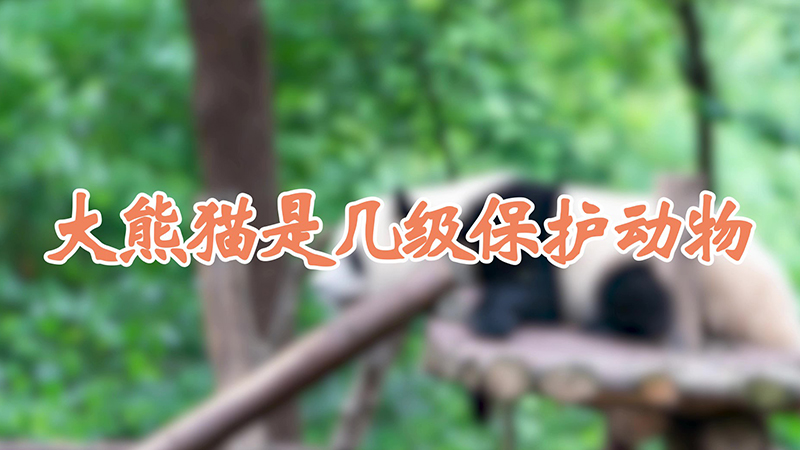 大熊猫是几级保护动物