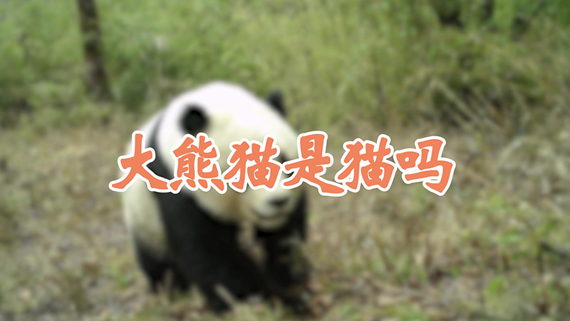 大熊猫是猫吗