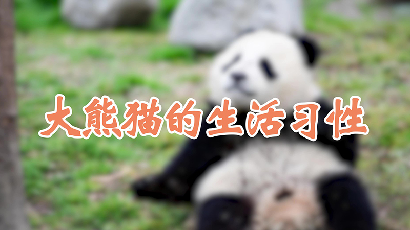 大熊猫的生活习性