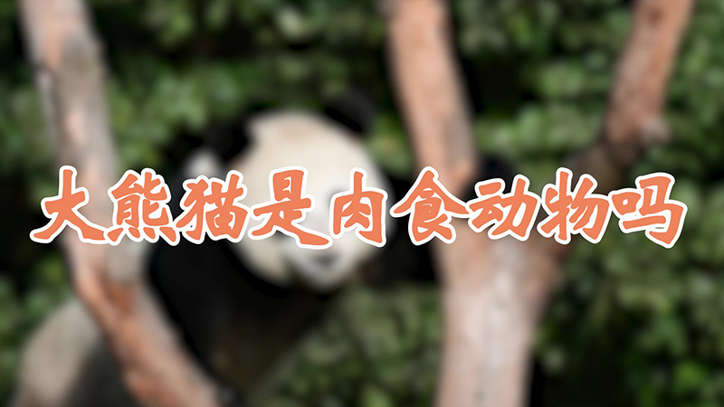大熊猫是肉食动物吗