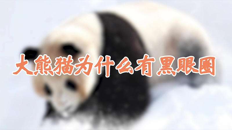 大熊猫为什么有黑眼圈