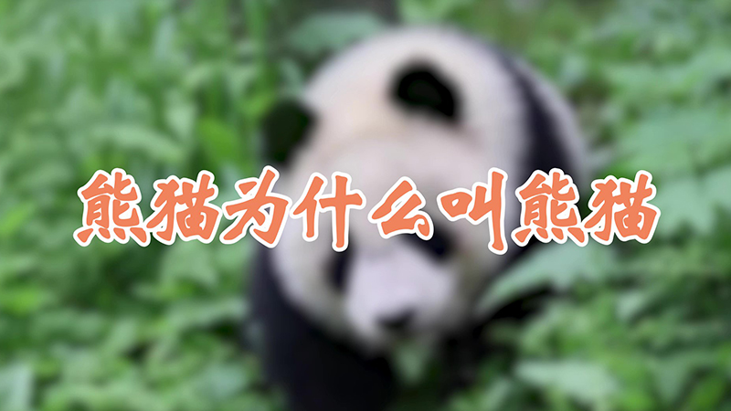 熊猫为什么叫熊猫