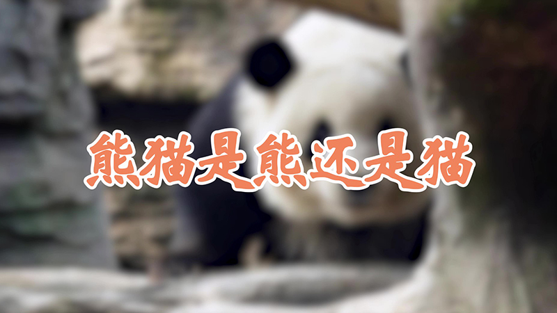 熊猫是熊还是猫