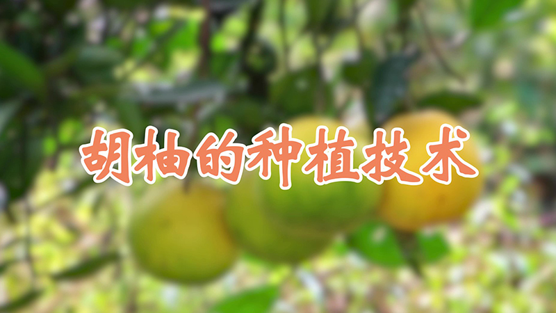 胡柚的种植技术