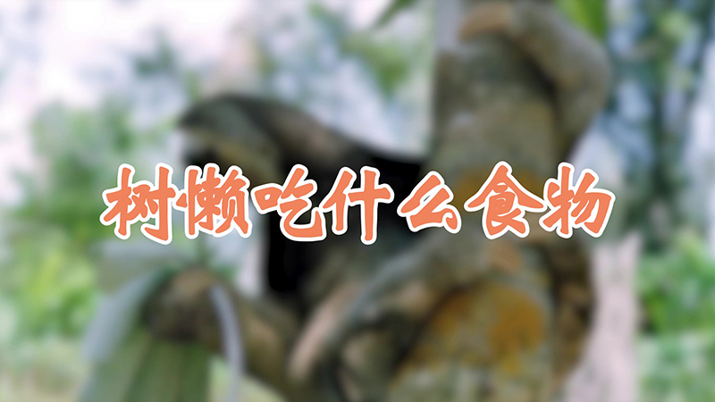 树懒吃什么食物