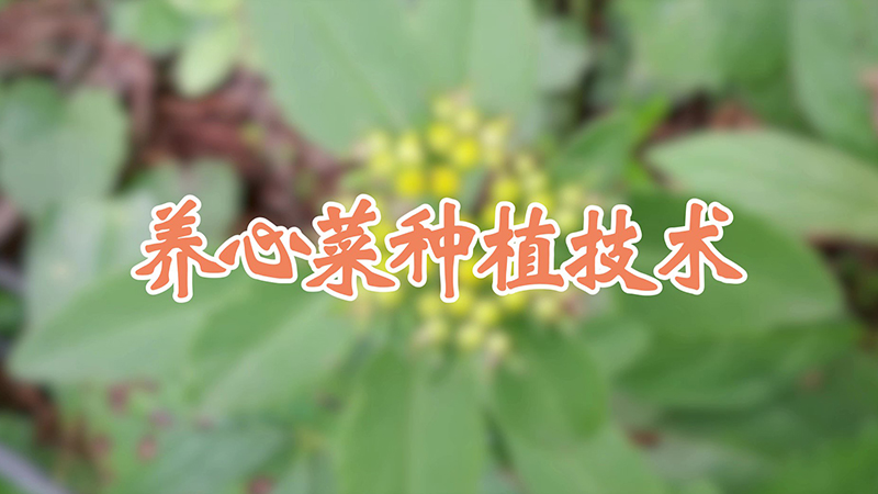 养心菜种植技术