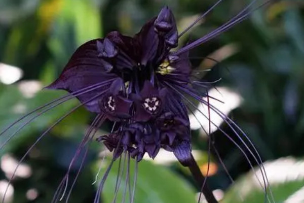世界上最神秘的十种花 世界上最奇特的花