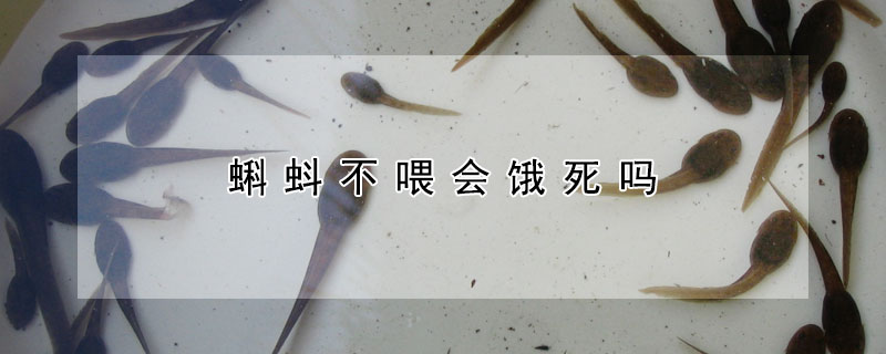 蝌蚪不喂会饿死吗