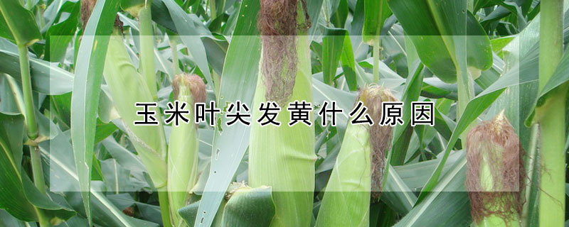 玉米叶尖发黄什么原因