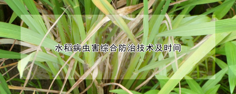 水稻病虫害综合防治技术及时间