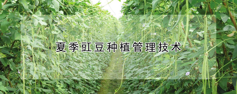 夏季豇豆种植管理技术