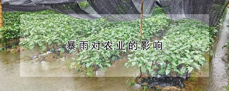 暴雨对农业的影响