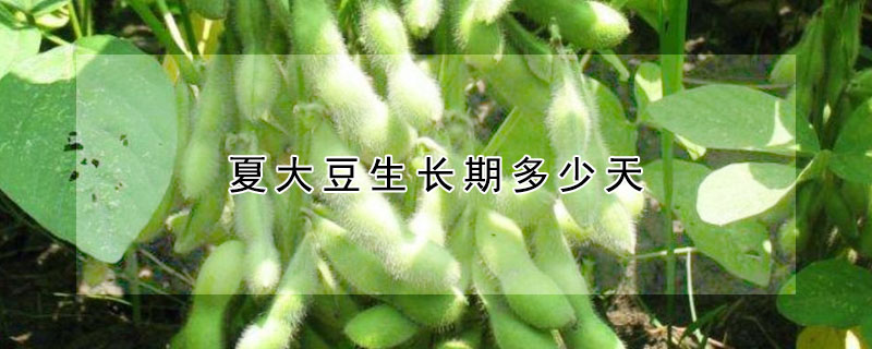 夏大豆生长期多少天