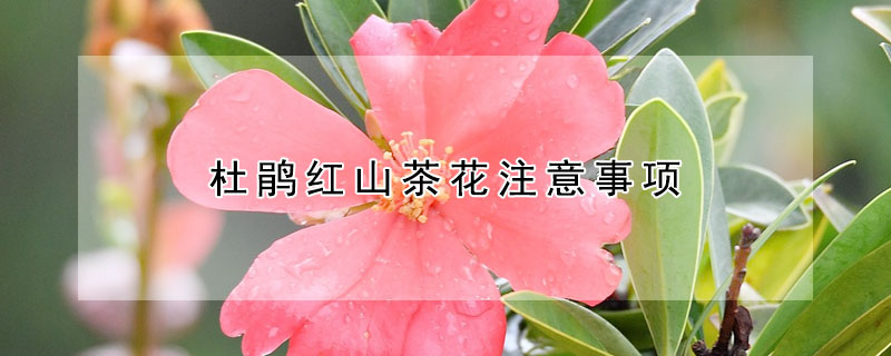 杜鹃红山茶花注意事项